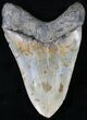 Large Megalodon Tooth - North Carolina #21668-2